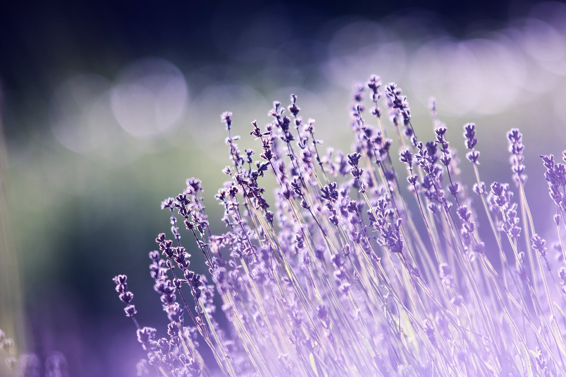 Qu’est ce que l’aromathérapie vibratoire et quantique?