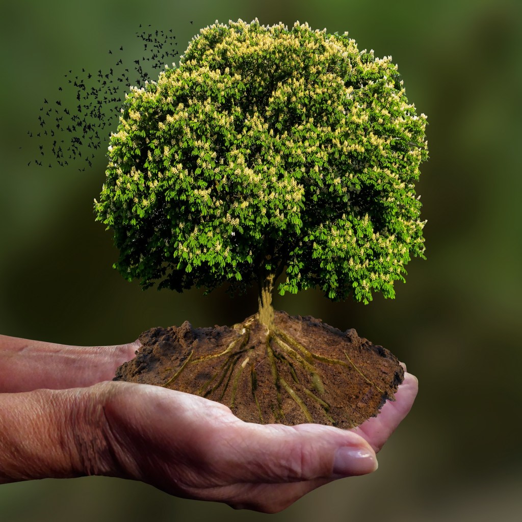 Renforcer ses racines