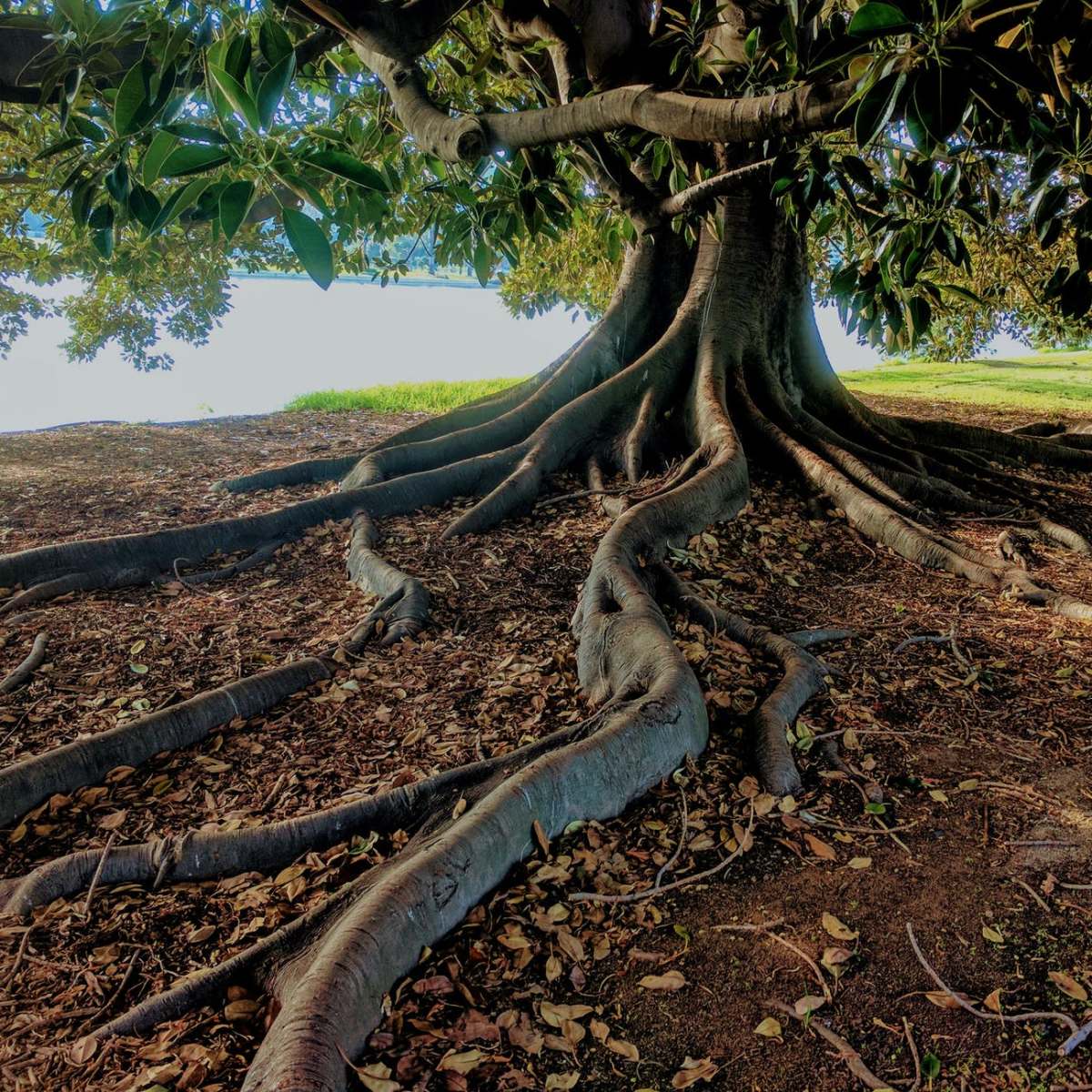 Comment s&rsquo;ancrer à la Terre au&nbsp;quotidien?